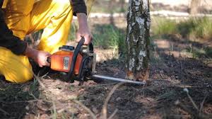How Our Tree Care Process Works  in  Los Luceros, NM
