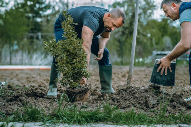 Lawn Irrigation Installation and Maintenance in Los Luceros, NM