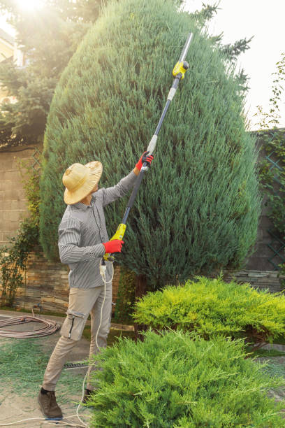 Professional Tree Services in Los Luceros, NM