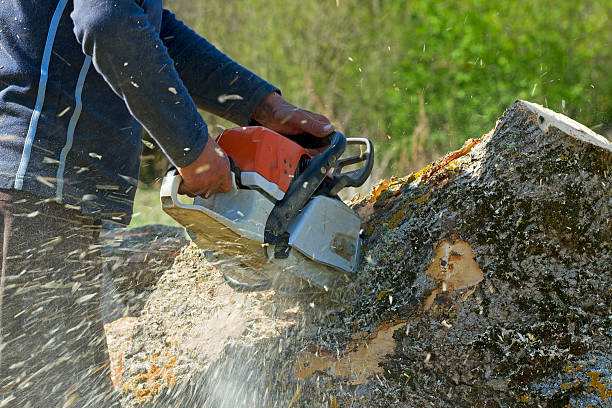 Best Leaf Removal  in Los Luceros, NM